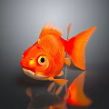 Vibrant Red Goldfish With Big Eyes Orange Scales And Reflection On Gray Background