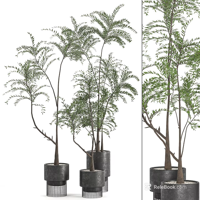 Decorative Bonsai Plants With Slender Trunks And Lush Green Leaves In Black Pots 3d model 
