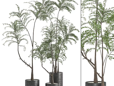 Decorative Bonsai Plants With Slender Trunks And Lush Green Leaves In Black Pots 3d model