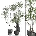 Decorative Bonsai Plants With Slender Trunks And Lush Green Leaves In Black Pots