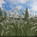 Tall Green Grass And White Flowers Under Blue Sky With Clouds Pine Trees And Rock