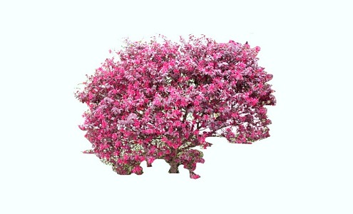 red shrub 3d model