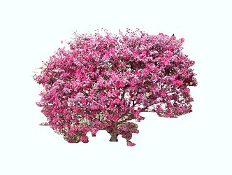 red shrub 3d model