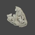 Ancient Dinosaur Skull Fossil With Detailed Bone Structure And Sharp Teeth 3d model