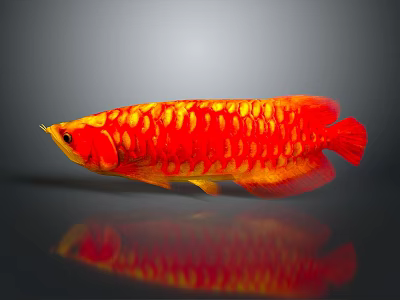 Bright Red and Yellow Arowana Fish With Shiny Scales and Reflection 3d model