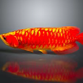Bright Red and Yellow Arowana Fish With Shiny Scales and Reflection
