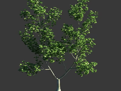 Lush Green Arbor With Dense Foliage Branchy Structure And White Trunk 3d model