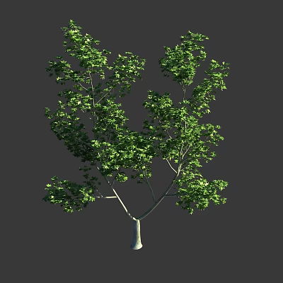 Lush Green Arbor With Dense Foliage Branchy Structure And White Trunk 3d model