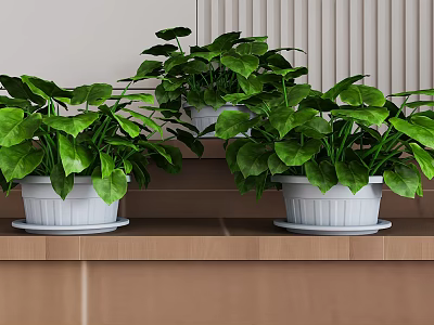Indoor Green Potted Plants with Lush Leaves in White Pots on Wooden Shelf 3d model