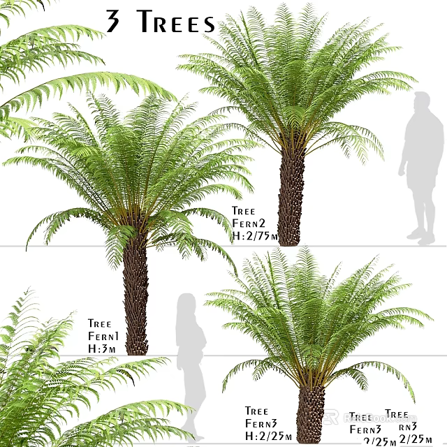 Shower Sauna Design Featuring Tree Fern Plants And Natural Relaxing Space 3d model 