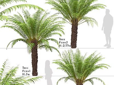 Shower Sauna Design Featuring Tree Fern Plants And Natural Relaxing Space 3d model
