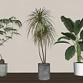 Indoor Potted Plants Decor With Different Types In Ceramic Pots On Wooden Floor