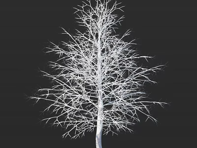 Leafless Tree With Slender Branches On Black Background Clear Structure 3d model