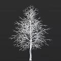 Leafless Tree With Slender Branches On Black Background Clear Structure