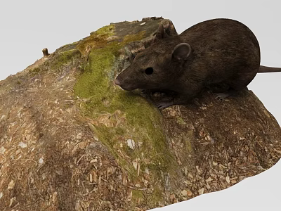 Realistic Animal Decorative Ornament Set with Brown Mouse Green Moss and Dry Grass on Rock 3d model