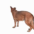 Brown German Shepherd Dog Standing Alert With Collar On White Background