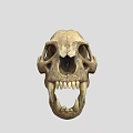 Animal Skull Skeleton With Sharp Canine Teeth And Anatomical Bone Structure 3d model