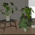 Indoor Potted Monstera Plants With Various Pots Placed On Wooden Stool And Floor
