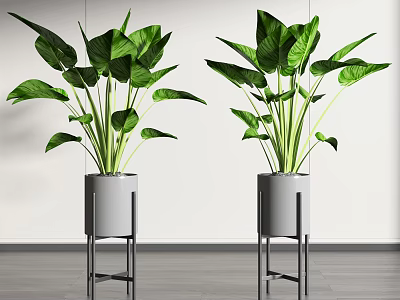 Large Leafy Green Potted Plants In Gray Pots With Metal Stands Indoor 3d model