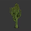 Green Cactus Plant With Yellow Flowers And Thick Stem On Reflective Surface