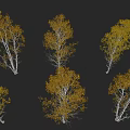 modern autumn birch tree arbor plant autumn dwarf curly forest birch tree courtyard birch tree street tree garden tree birch tree strong birch plush birch black birch 3d model