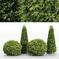 Lush Green Garden Topiary Shrubs with Spherical and Conical Shapes for Landscaping