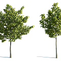 The Modern Tree 3d model