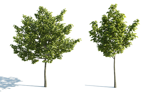 The Modern Tree 3d model