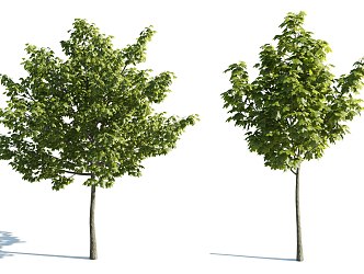 The Modern Tree 3d model