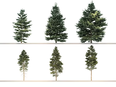 Six Evergreen Trees Arranged in Two Rows on White Background Isolated 3d model
