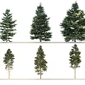 Six Evergreen Trees Arranged in Two Rows on White Background Isolated