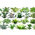 Various Green Ground Cover Plants With Different Leaf Shapes And Textures 3d model