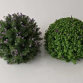 Lush Round Garden Shrubs With Purple Flowers And Vibrant Green Leaves