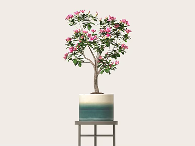 Pink Flowering Plant in Blue and White Gradient Pot on Black Shelf with Light Background 3d model