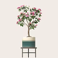 Pink Flowering Plant in Blue and White Gradient Pot on Black Shelf with Light Background