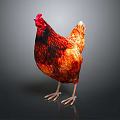 Red Brown Chicken Full Body With Red Comb Standing On Dark Background