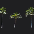 Three Palm Trees with Green Fronds and Trunks Against Black Background 3d model
