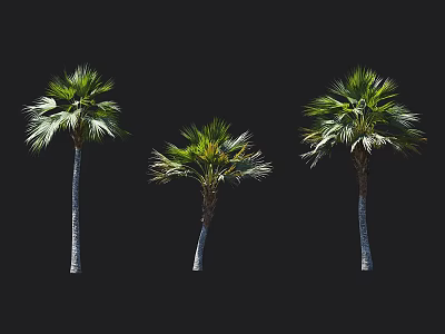 Three Palm Trees with Green Fronds and Trunks Against Black Background 3d model