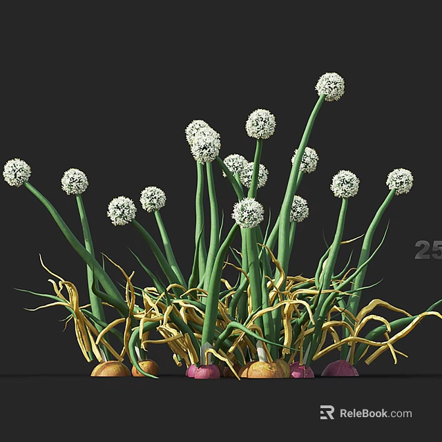 Onion Flowers Featuring White Round Blooms Green Stems And Bulbs In Natural Growth 3d model 