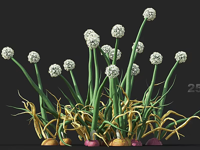 Onion Flowers Featuring White Round Blooms Green Stems And Bulbs In Natural Growth 3d model