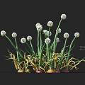Onion Flowers Featuring White Round Blooms Green Stems And Bulbs In Natural Growth
