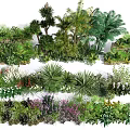 Arbor Collection Featuring Tropical Palm Trees Shrubs Ferns And Flowering Plants