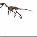Detailed Full Dinosaur Skeleton Model on Neutral Background Showing Prehistoric Creature Anatomical Structure