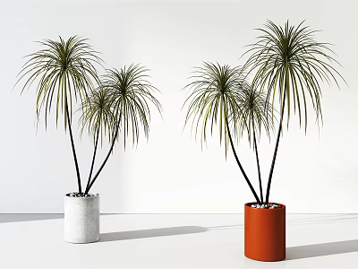 Indoor Potted Plants With Long Slender Leaves Black Trunks And White Orange Cylindrical Pots 3d model