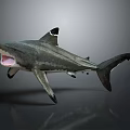 Realistic 3D Shark Model With Open Mouth And Black-Tipped Fins On Gray Reflective Surface