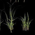 Fresh Green Grass Plants Growing in Various Heights Isolated on Black Background