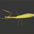 Green Praying Mantis With Extended Forelegs On Dark Reflective Surface 3d model