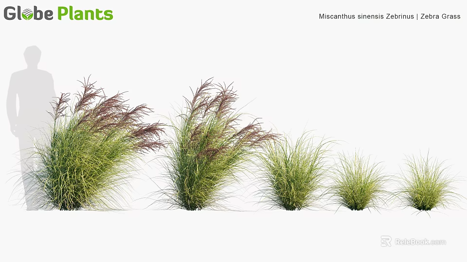 Ornamental Miscanthus Sinensis Zebrinus Grasses With Striped Leaves And Various Heights For Garden Landscaping 3d model 