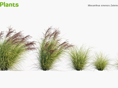 Ornamental Miscanthus Sinensis Zebrinus Grasses With Striped Leaves And Various Heights For Garden Landscaping 3d model