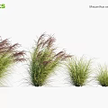Ornamental Miscanthus Sinensis Zebrinus Grasses With Striped Leaves And Various Heights For Garden Landscaping